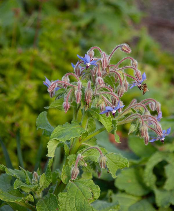 garcia-garden-pollinators-pollinating-a-borage-plant A bee pollinating a borage plant flower.