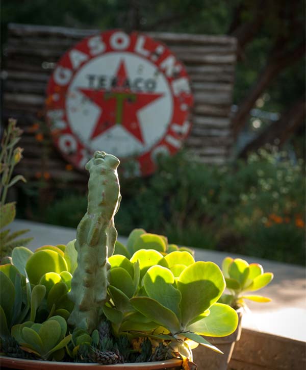 nelson-angermann-3-succulents-and-srt Succulent plants growing in a pot.
