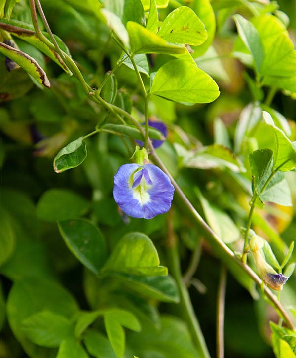 richards-garden-asian-pigeonwings Aisian pigeonwing plant with blooming purple flowers in morning sun.
